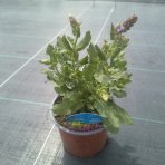 Šalvia hájna (Salvia nemorosa) ‘PINK BEAUTY´ - kont. C1L